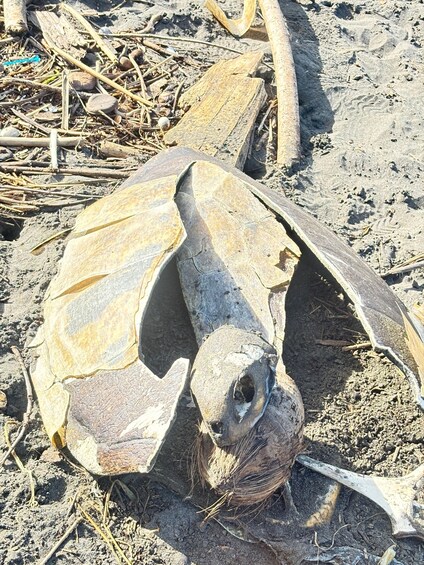A tortoise on a sandy surface with scattered debris and sticks. 5