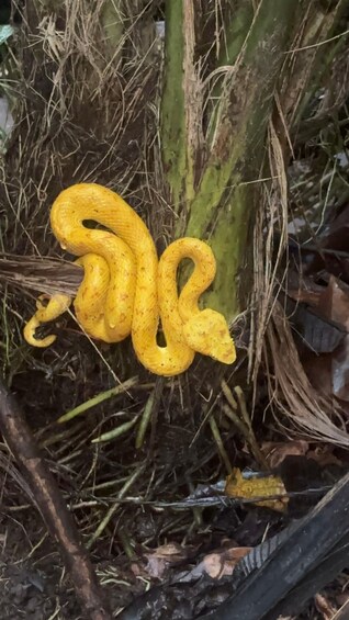 A yellow snake coiled around a tree trunk. 3