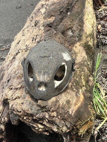 A large, rough-textured rock with two holes, lying on a log surrounded by grass and pine cones. 4