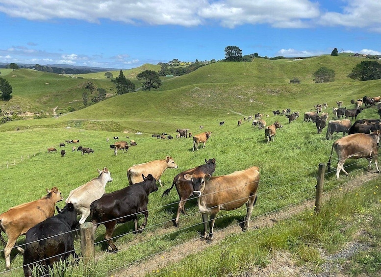 Picture 12 for Activity Tauranga City & Scenic Sightseeing 2-hour Local Tour 4