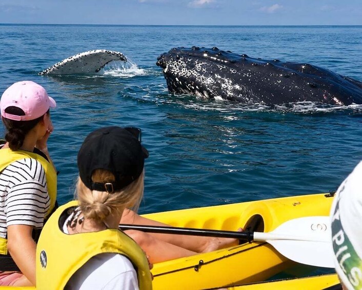 A whale breaching the water, people in a yellow kayak observing, and a clear blue ocean. 1