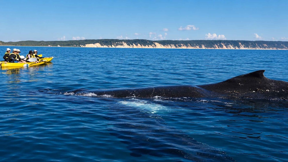 A group kayaking on calm blue waters with a whale surfacing in the foreground. 3