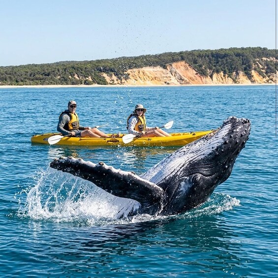 Picture 16 for Activity Noosa: Epic Whale Watching Ocean Kayak Tour & Beach 4X4 4