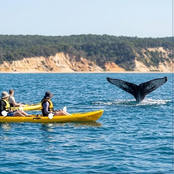 Picture 15 for Activity Noosa: Epic Whale Watching Ocean Kayak Tour & Beach 4X4 3