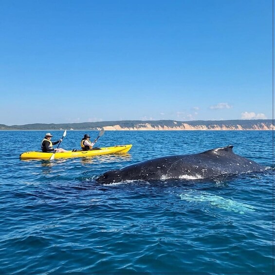 Noosa: Epic Whale Watching Ocean Kayak Tour & Beach 4X4 1