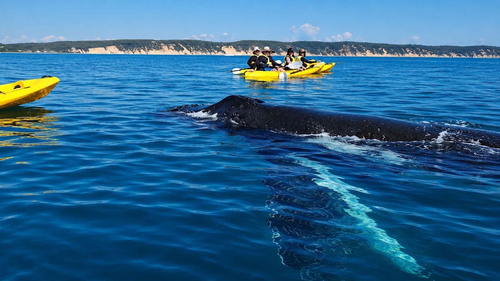 A large black dog swimming in the ocean, with people in yellow kayaks in the background. 2