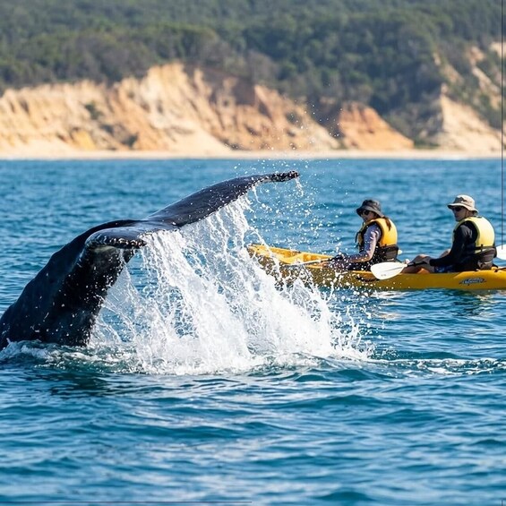 Picture 5 for Activity Noosa: Epic Whale Watching Ocean Kayak Tour & Beach 4X4 2