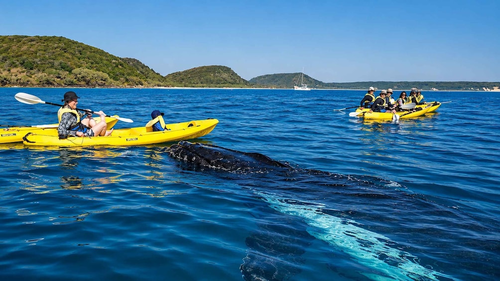 Two yellow kayaks on calm blue water with a large black whale swimming nearby. 4