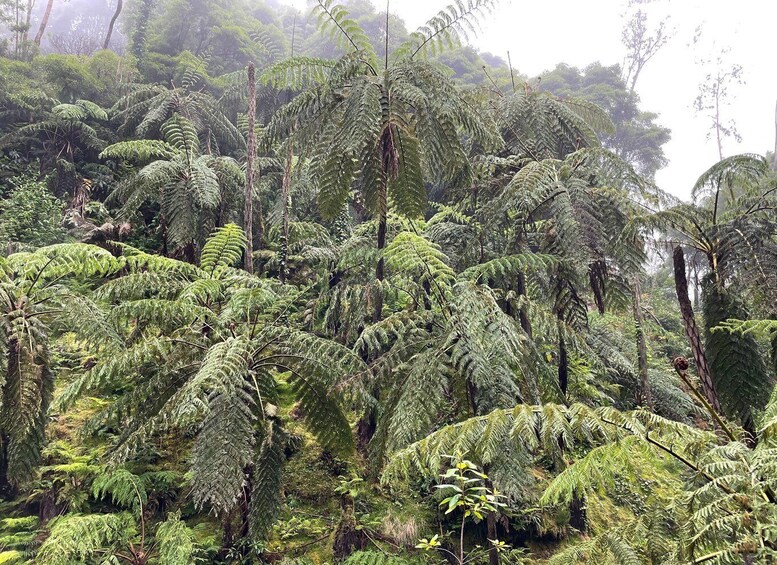 A dense forest of ferns with tall trees and a misty atmosphere. 5