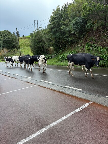 A group of cows crossing a wet road in a rural area. 4
