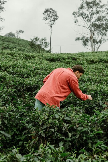 A person in a red shirt working in a tea plantation. 1