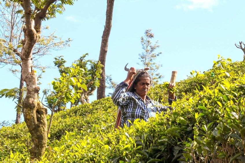 A person in a field of green foliage, possibly tending to plants or crops. 3