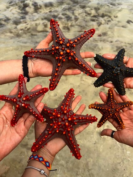 A person holding starfish of various colors. 2