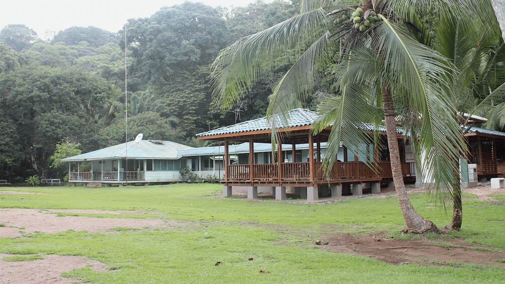 A wooden house with a metal roof, surrounded by lush greenery and a palm tree. 2