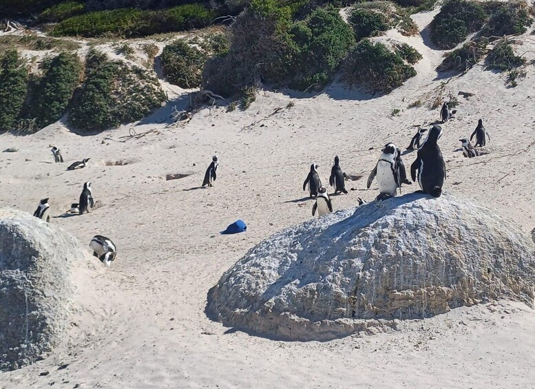 A group of penguins on a sandy beach with sparse vegetation. 5