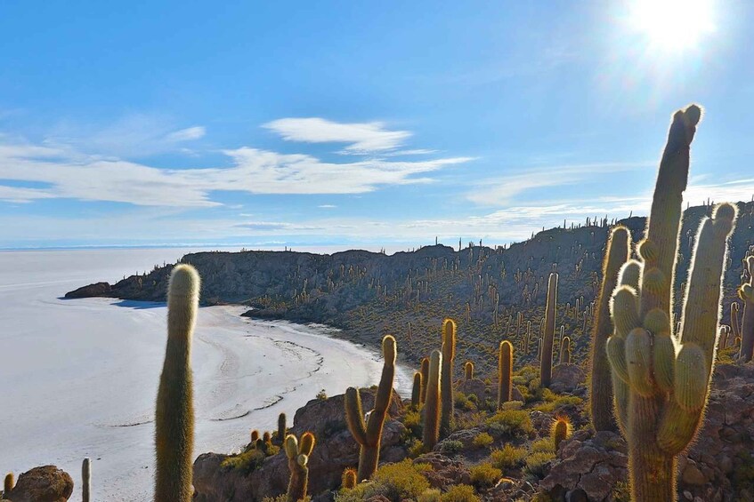 A desert landscape with cacti and a beach. 5