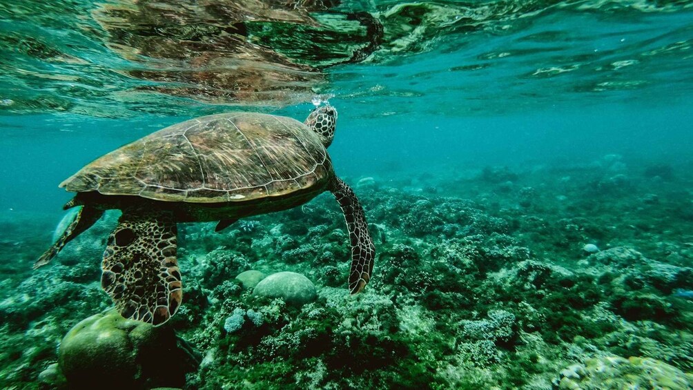 Una tortuga marina nada bajo el agua cerca de un arrecife de coral. 2