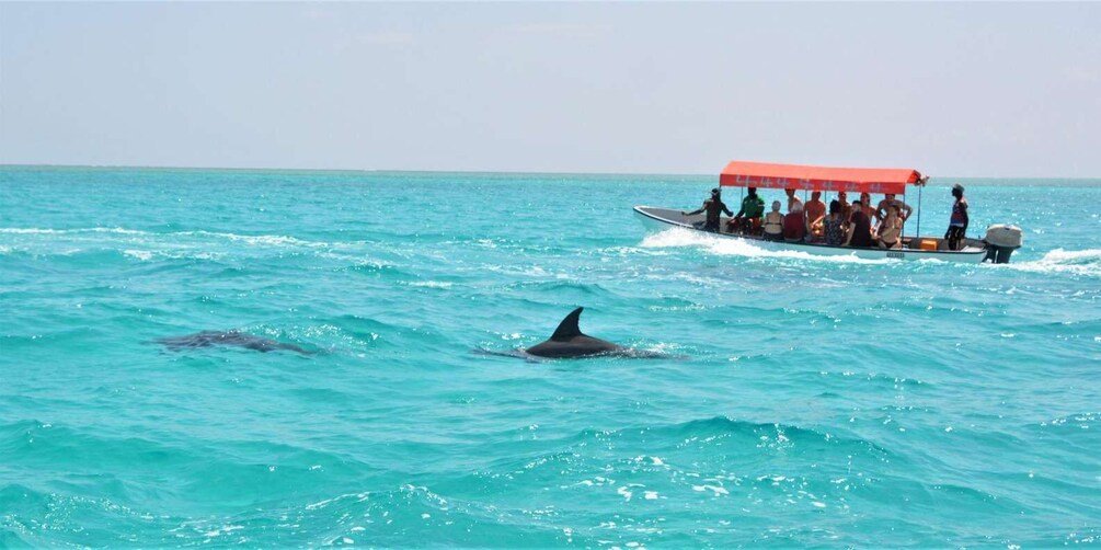 Un bote con pasajeros y delfines en el agua. 1