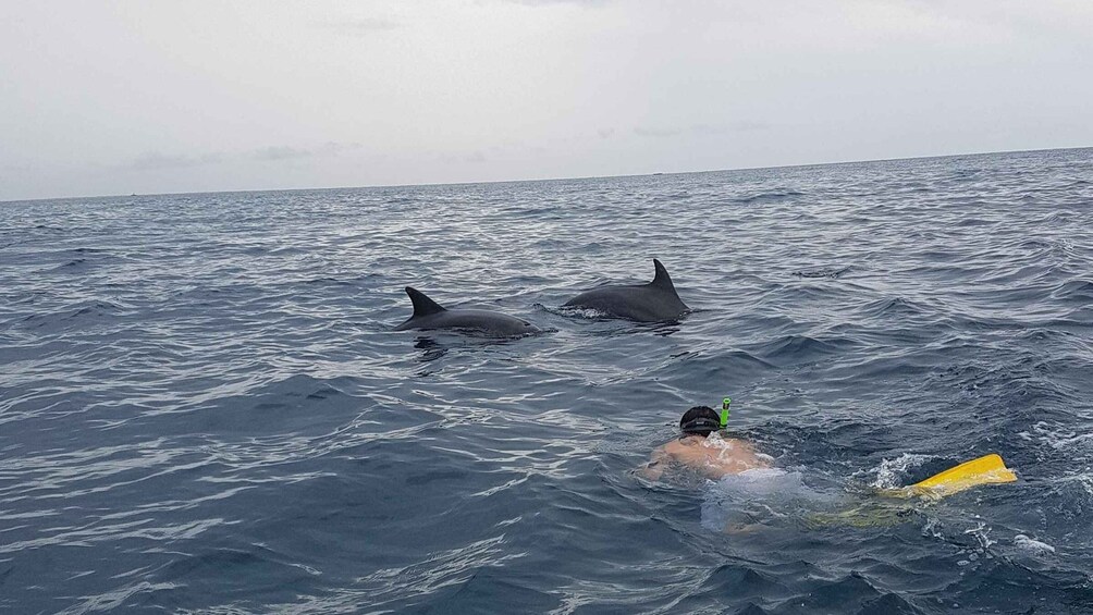 Una persona nada con dos delfines en el océano. 3