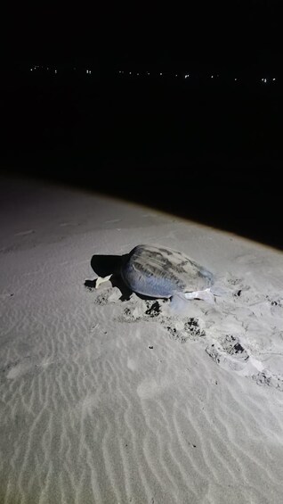 Picture 2 for Activity Sukamade Beach Turtle Conservation 2-Day Tour 2
