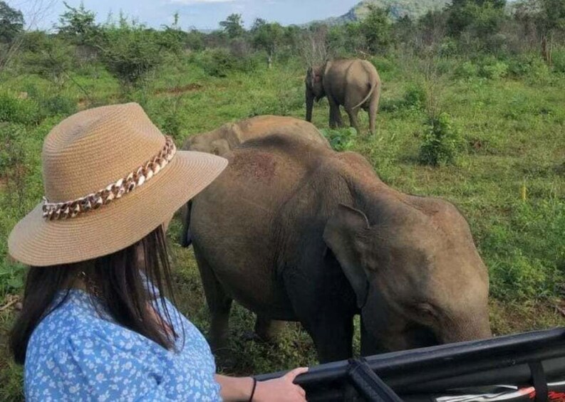 A person wearing a straw hat and a blue floral shirt, interacting with an elephant in a grassy field. 4