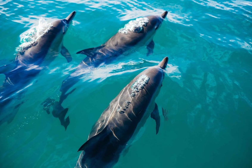 Three dolphins swimming in clear blue water. 5