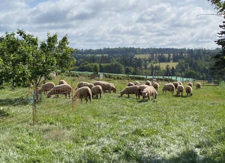 A flock of sheep grazing in a grassy field with a tree and a fence in the foreground. 2