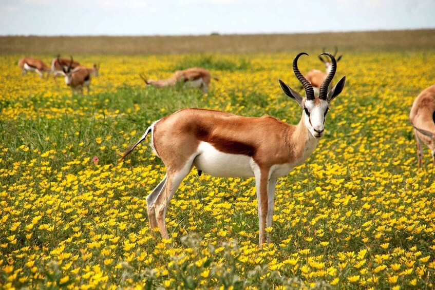 A savanna with a prominent antelope in the foreground and others in the background. 3