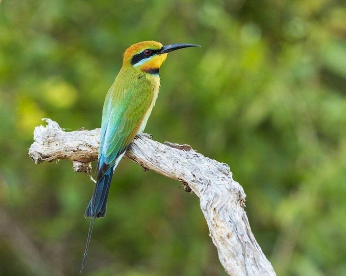 A bird perched on a branch. 5