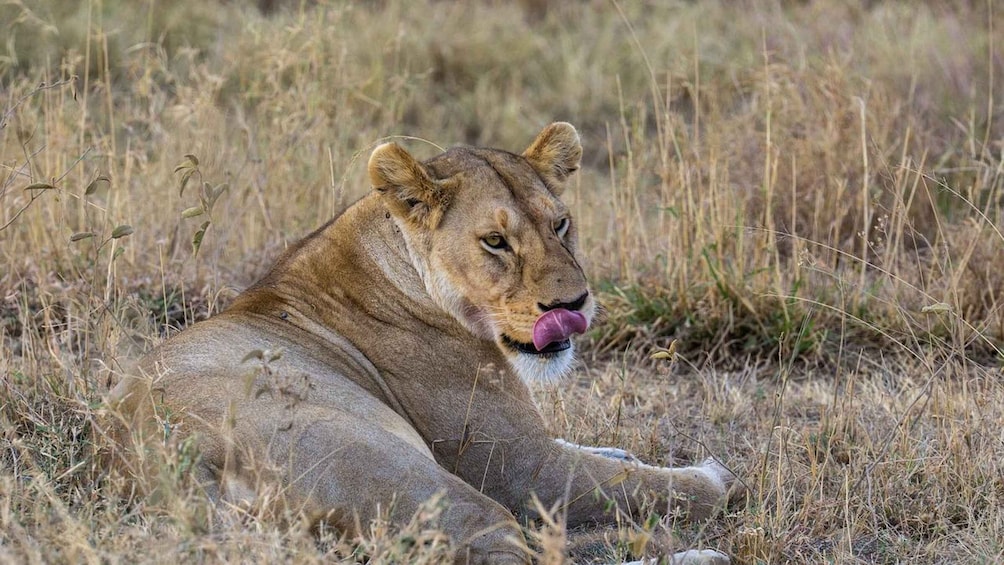 A lion lying in tall grass. 4