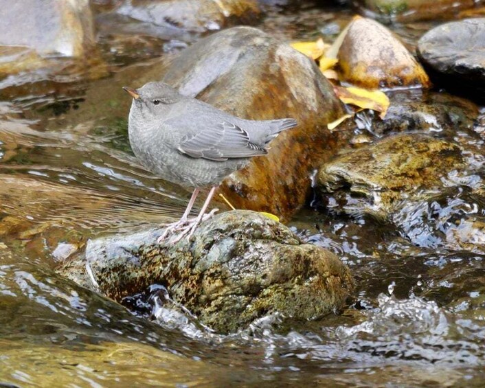 A bird perched on a rock in a flowing stream. 2