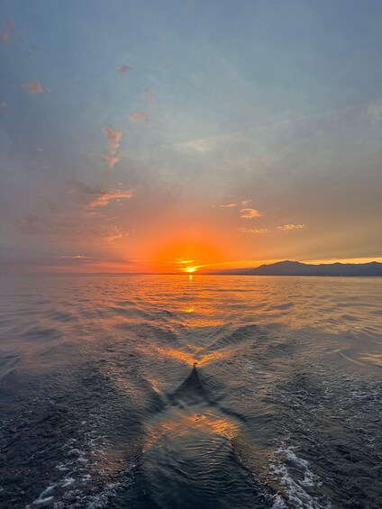 Picture 5 for Activity Benalmádena: Private Speedboat Ride and Dolphin Watching 2