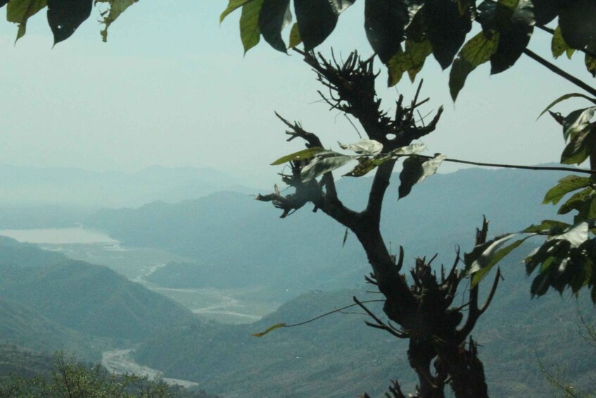 A tree with green leaves and a river in the background. 3