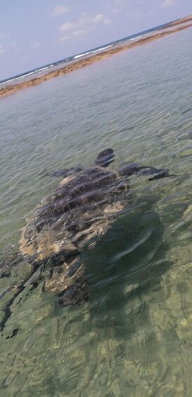 A sea turtle swimming in clear water near a sandy beach. 5