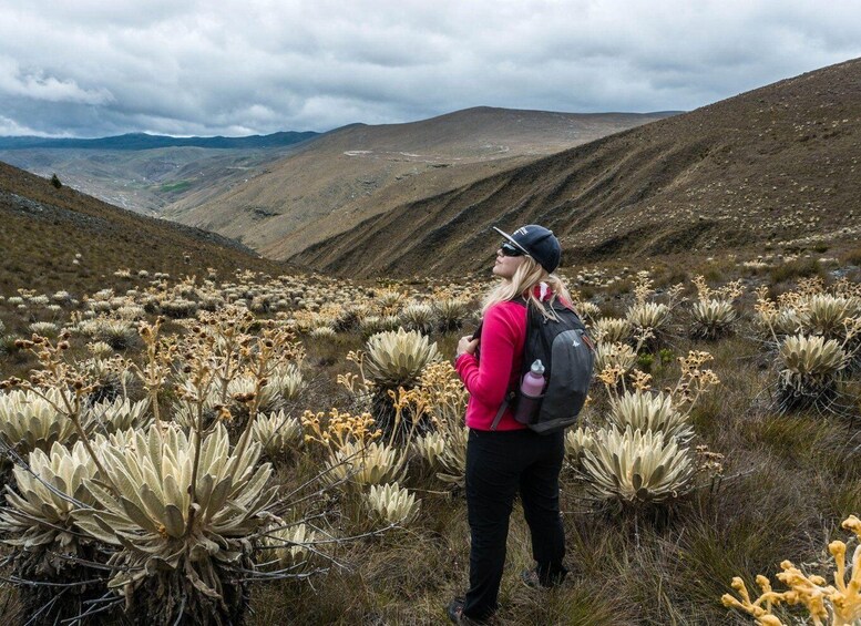 A hiker in a red jacket and black pants standing among large, spiky desert plants with a mountainous landscape in the background. 5