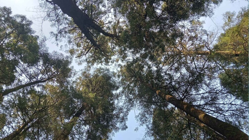 Picture 7 for Activity Mexico City: Morning Hiking at Mirador Coconetla 3