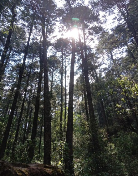 Picture 3 for Activity Mexico City: Morning Hiking at Mirador Coconetla 5