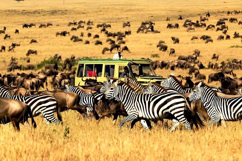 A safari vehicle surrounded by zebras and wildebeests in a grassy field. 4