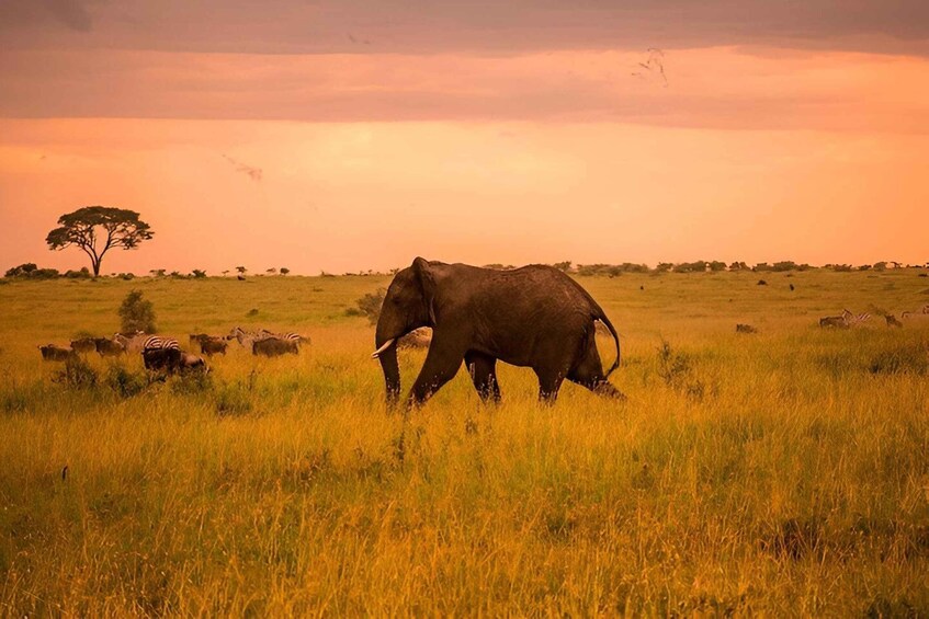 An elephant walking through a grassy savannah with zebras in the background. 5