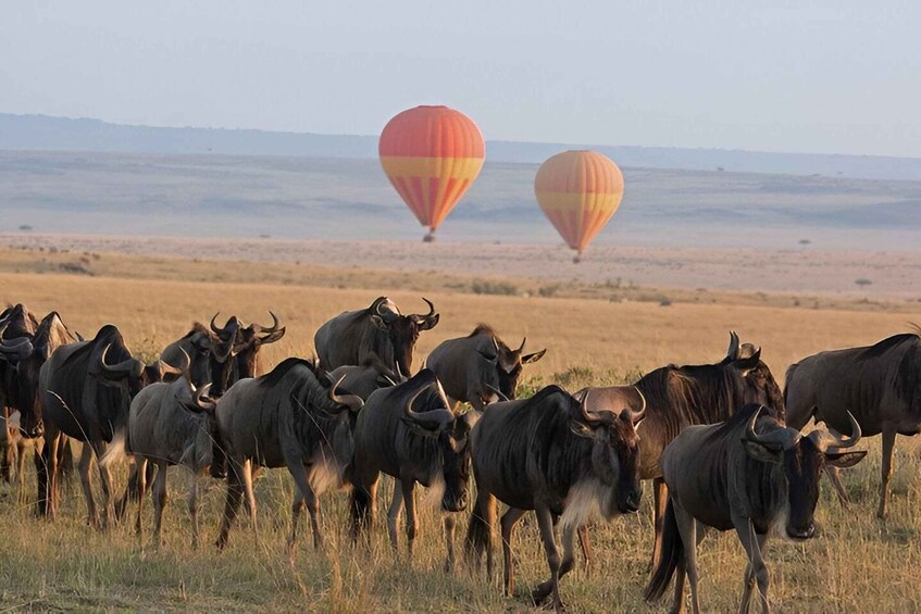 A herd of wildebeests in a grassy plain with hot air balloons in the background. 2
