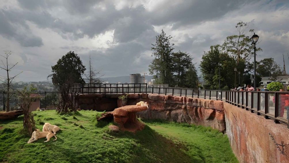 A zoo enclosure with lions, a rocky terrain, and a guardrail. 3