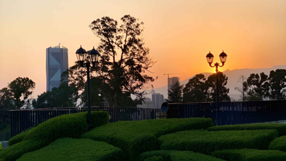 A sunset with a city skyline, a large tree, and a well-maintained hedge. 4