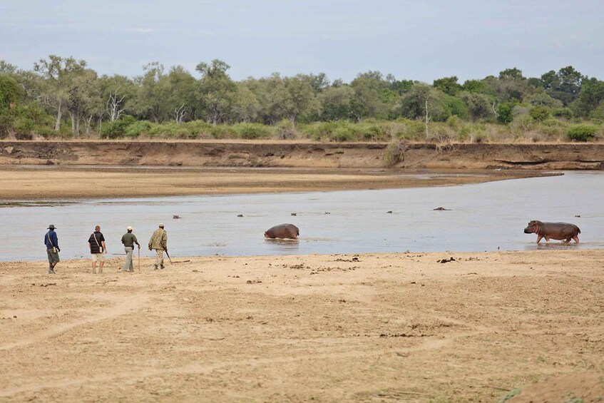 A group of people walking along a riverbank with hippos in the water. 3