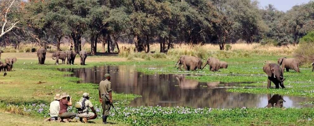 A group of elephants near a water body with people observing. 1