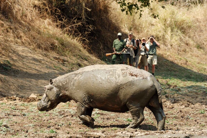 A rhinoceros walking on a dirt path with people observing in the background. 2