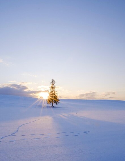 A snow-covered landscape with a single evergreen tree and a clear sky. 4
