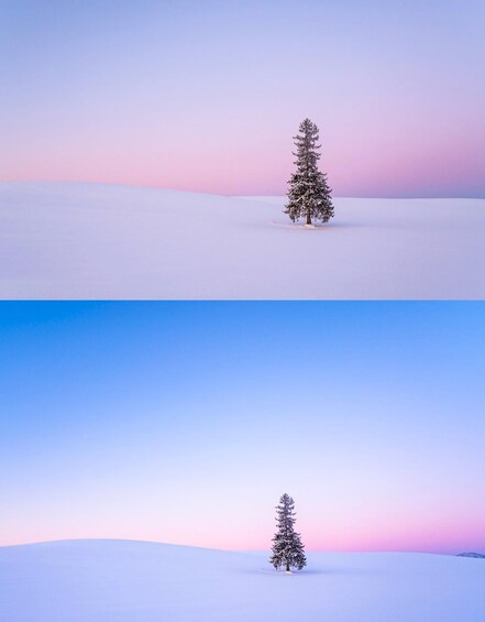 A single evergreen tree in a snowy landscape with a gradient sky. 2