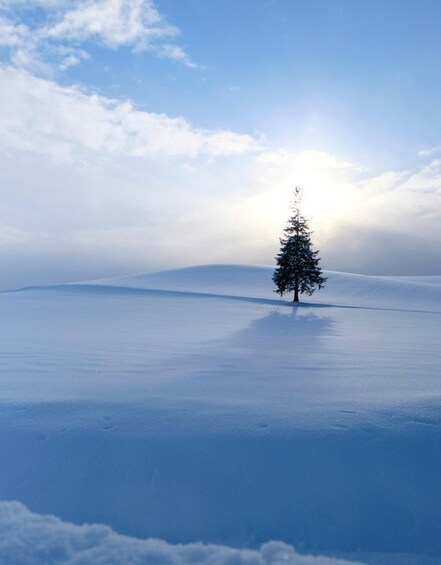 A solitary tree on a snow-covered landscape under a clear sky. 3