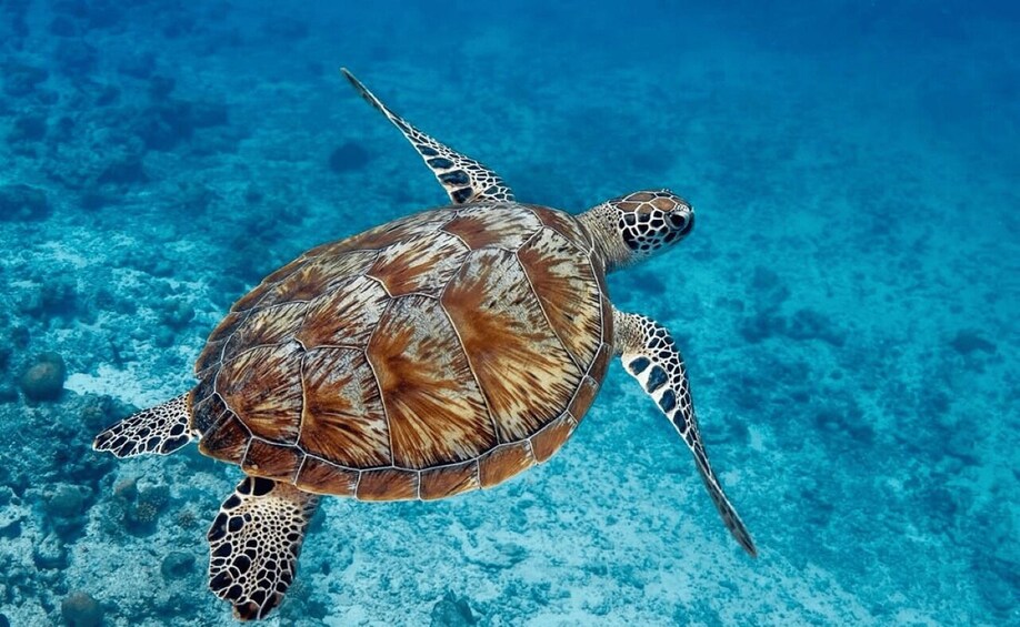 A sea turtle swimming in clear blue water. 2