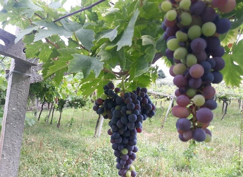 A vineyard with grapevines bearing clusters of dark purple and green grapes. 3